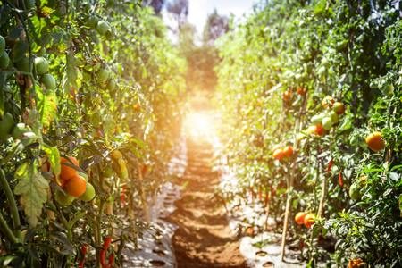 トマト栽培の秘訣：日照と雨のバランスを理解する
