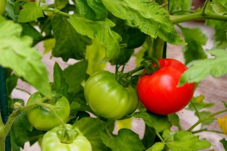 「トマト栽培の全て！収穫のベストタイミングと効率的な方法」