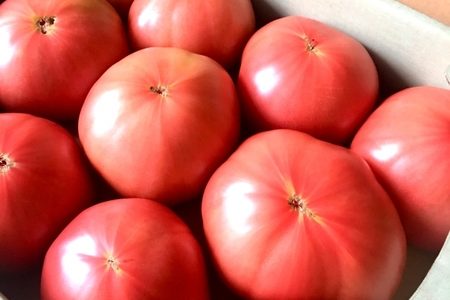 トマトの栽培に革命！酢の力で虫除け＆豊作を実現