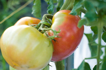 トマトの栽培に挑戦！水やりの頻度と最適な時間帯を学ぼう