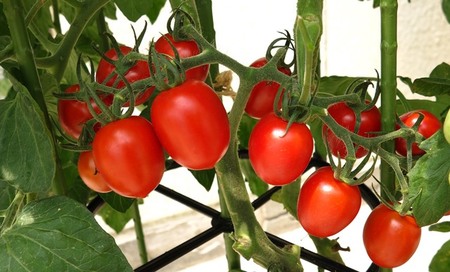 ミニトマトを自宅で栽培：室内でも可能な育て方とは？
