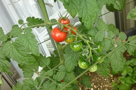 カラスの被害を防ぐ！トマト栽培のための実践的対策