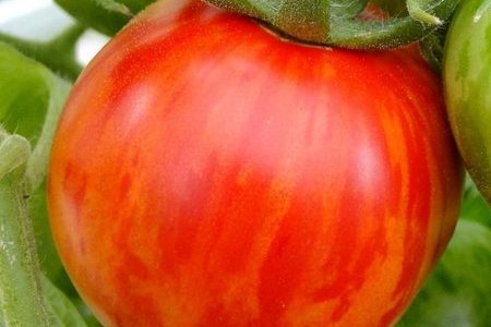 珍しいトマト？ゼブラトマトの味や形の特徴は？